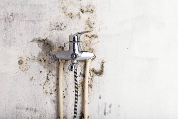 Best Certified Mold Removal  in Oak Grove, LA