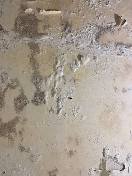 Professional Mold Removal in Oak Grove, LA