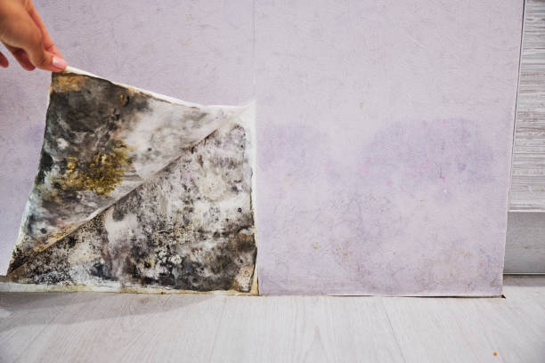 Best Commercial Mold Removal  in Oak Grove, LA